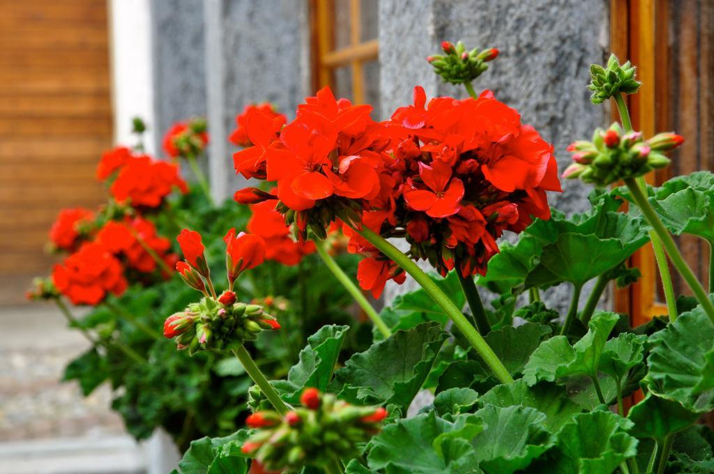 Poschiavo Suisse Hotel Dış mekan fotoğraf